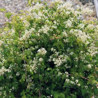 Стефанандра КРИСПА надрезаннолистная в Лиде