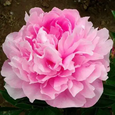 Пион ЛЕТЯЩИЙ ЖУРАВЛЬ травянистый в Лиде