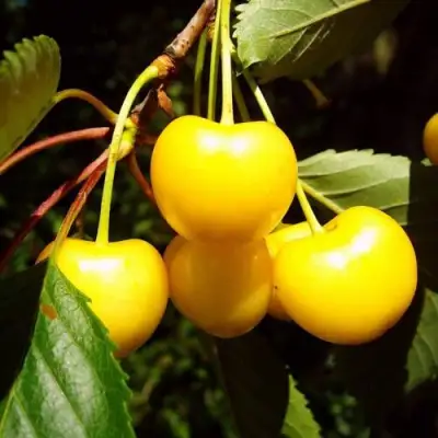 саженцы черешни Журба