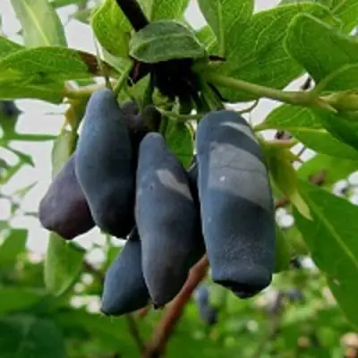 Жимолость съедобная ЧУЛЫМСКАЯ в Лиде