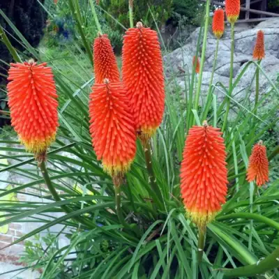 Книфофия БЕНГАЛ ФАЕР гибридная в Лиде