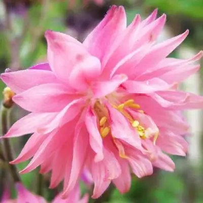 Аквилегия БАРЛОУ ПИНК гибрид МакКаны в Лиде