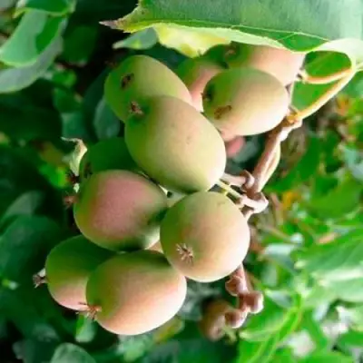 Актинидия ГИБРИДНАЯ КОЛБАСИНОЙ в Лиде