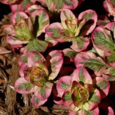 Вербейник АЛЕКСАНДР точечный в Лиде