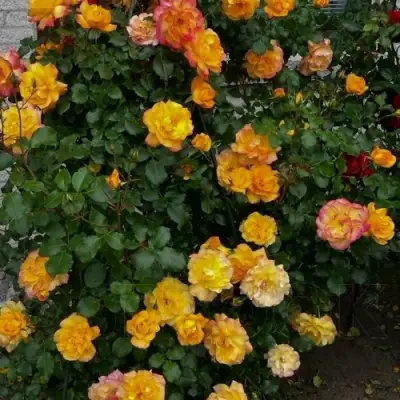 Роза САХАРА плетистая в Лиде