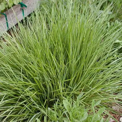 Вейник АВАЛАНШ остроцветковый в Лиде