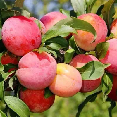 Слива ФАВОРИТЕ ДЕ СУЛТАНО в Лиде