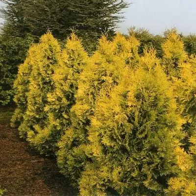 Туя ЕВРОПА ГОЛД западная в Лиде