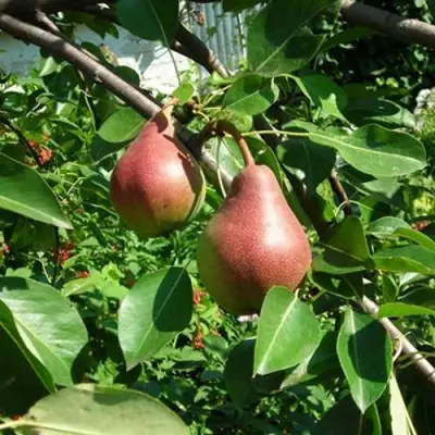 Груша РУМЯНАЯ КЕДРИНА в Лиде