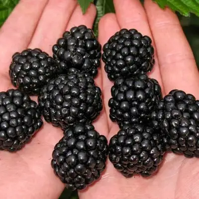 Ежевика ДЖАМБО бесшипная  в Лиде