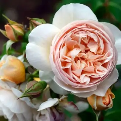 Роза ДЖУЛЬЕТТА английская в Лиде