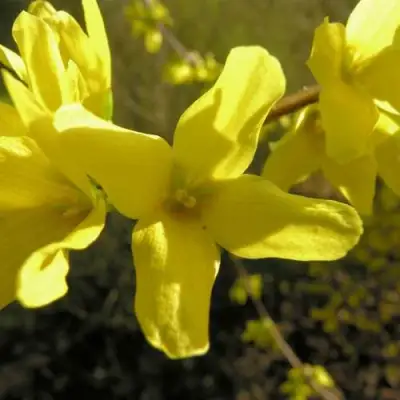 Форзиция ФОРЧУНА в Лиде