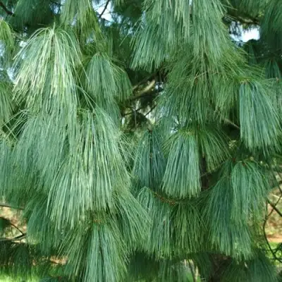 Сосна гриффита в Лиде