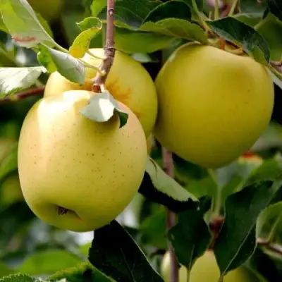 Яблоня ГОЛДЕН ВЛАДИМИРСКИЙ в Лиде