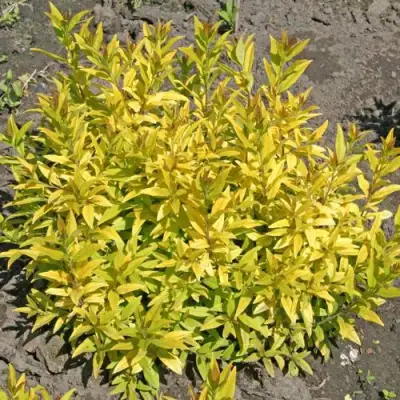 Бирючина АУРЕА обыкновенная в Лиде