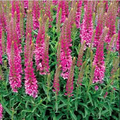 Вероника РОНИКА ФУКСИЯ в Лиде