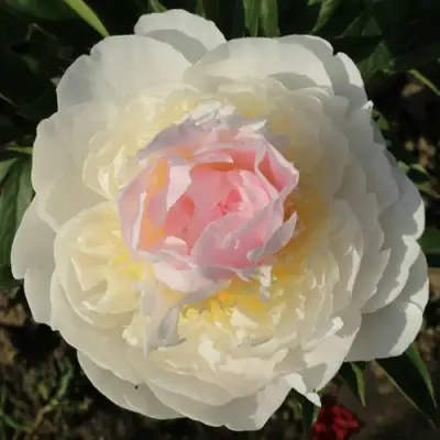 Пион БЛАШ КВИН травянистый в Лиде