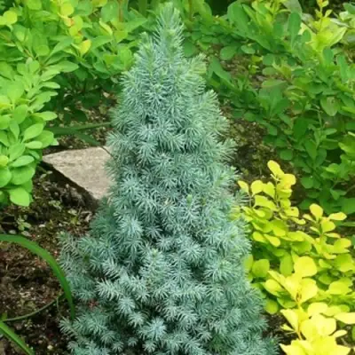 Ель КОНИКА сизая в Лиде