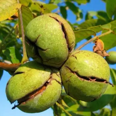 Грецкий орех ПИНСКИЙ в Лиде