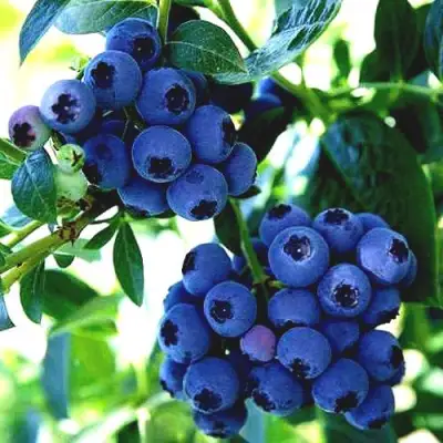 Голубика РЕКА в Лиде