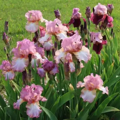 Ирис БЛАШИНГ ПИНК бородатый в Лиде