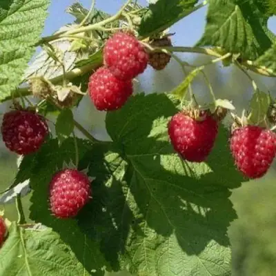 Малина КОЛОКОЛЬЧИК в Лиде