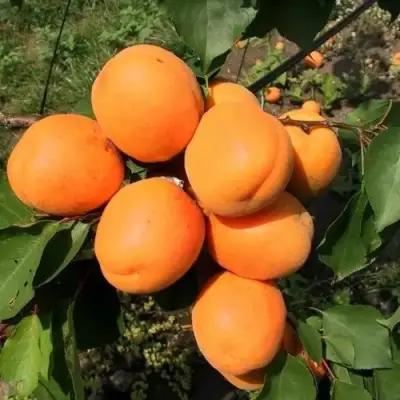 Абрикос ХАРГРАНД в Лиде