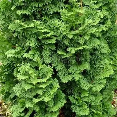 Туя СПИРАЛИС МИНИ западная в Лиде