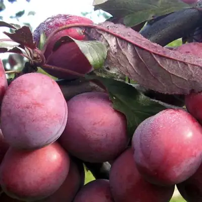 Слива ПАННА в Лиде