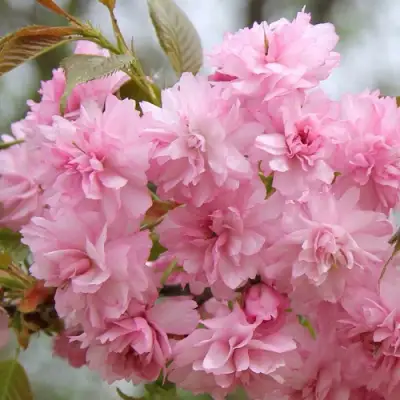 Сакура РОЗЕА ПЛЕНА в Лиде