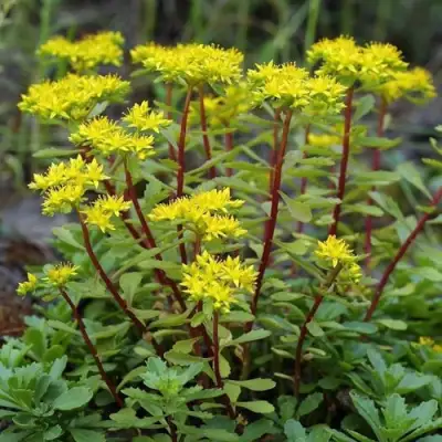 Очиток (седум) ИММЕРГРЮНХЕН в Лиде