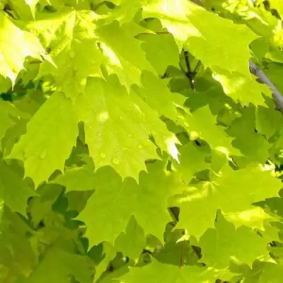 Клен ПРИНСЕТОН ГОЛД остролистный в Лиде