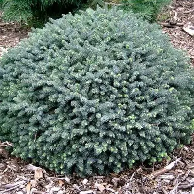 Ель ЭХИНИФОРМИС сизая в Лиде