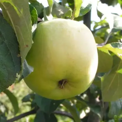 Яблоня АНТОНОВКА ОБЫКНОВЕННАЯ в Лиде