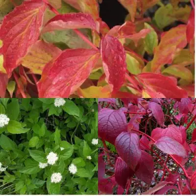 Комплект СЕВЕРНОЕ СИЯНИЕ в Лиде