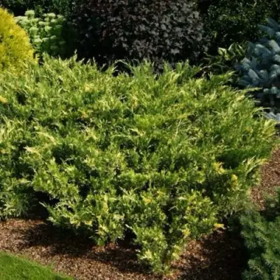 Можжевельник ВАРИЕГАТА казацкий  в Лиде