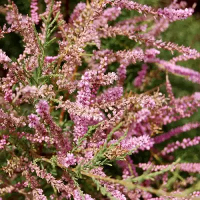 Тамарикс ПИНК КАСКАД в Лиде