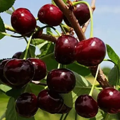 Вишня РОВЕСНИЦА в Лиде