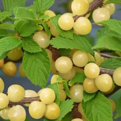 Вишня СНЕВИТ войлочная в Лиде