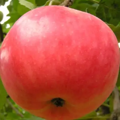 Яблоня СУЙСЛЕПСКОЕ (МАЛИНОВКА) в Лиде