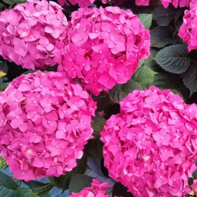 Гортензия ЭНДЛЕСС САММЕР ЛАВ крупнолистная в Лиде