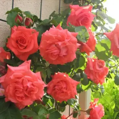 Роза ДИ ДИ БРИДЖУОТЕР плетистая в Лиде