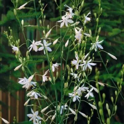 Венечник ветвистый в Лиде