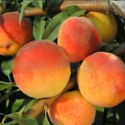 Персик РОЯЛ ВИ в Лиде