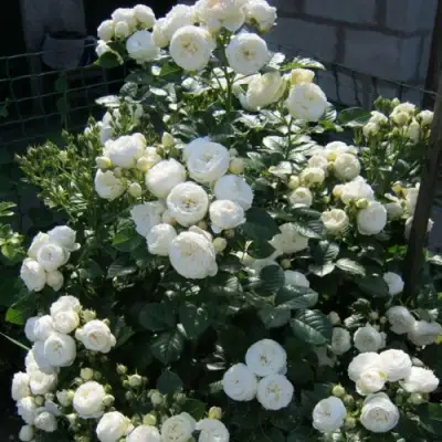 Роза АРТЕМИС шраб в Лиде