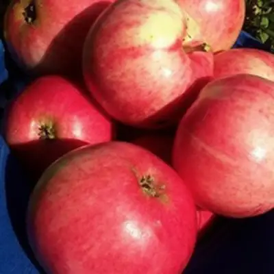 Яблоня СУЙСЛЕПСКОЕ (МАЛИНОВКА) в Лиде