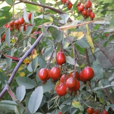 Роза сизая в Лиде