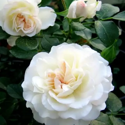 Роза ВАЙТ МЕЙДИЛАНД почвопокровная в Лиде