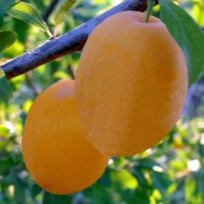 Слива НАТАША в Лиде