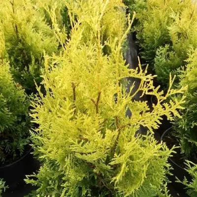 Туя ГОЛДЕН БРАБАНТ западная в Лиде